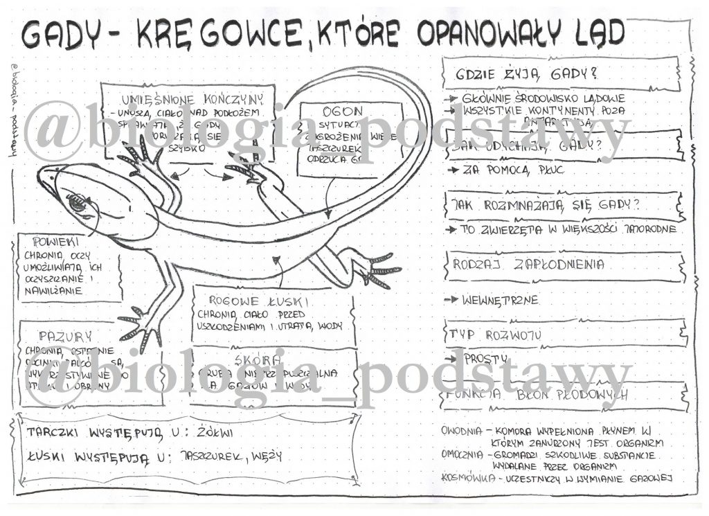 Klasa 6 - Gady - sketchnotka • Złoty nauczyciel Ryby Plazy I Gady Sprawdzian