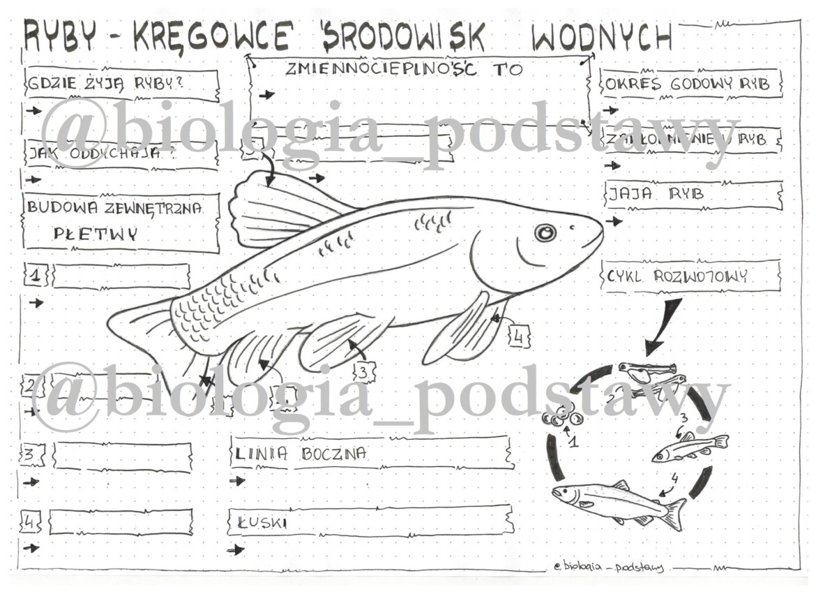 Klasa 6 - Ryby - KP • Złoty nauczyciel Test Biologia Klasa 6 Ryby