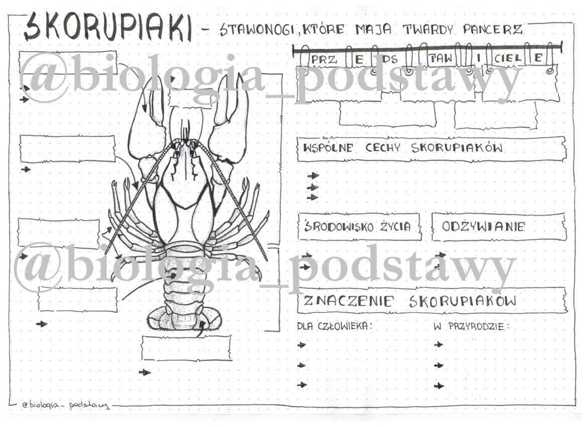 Klasa 6 - Skorupiaki - karta pracy • Złoty nauczyciel Test Biologia Klasa 6 Skorupiaki