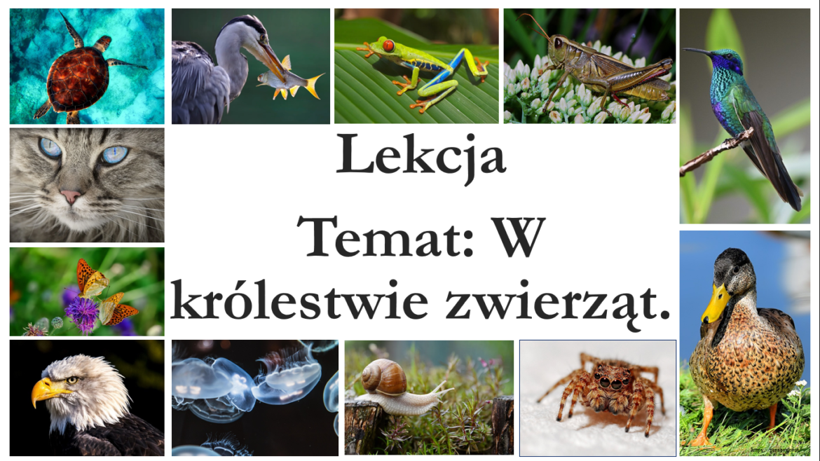 Klasa 6 - W królestwie zwierząt - prezentacja • Złoty nauczyciel Sprawdzian Swiat Zwierzat Klasa 6