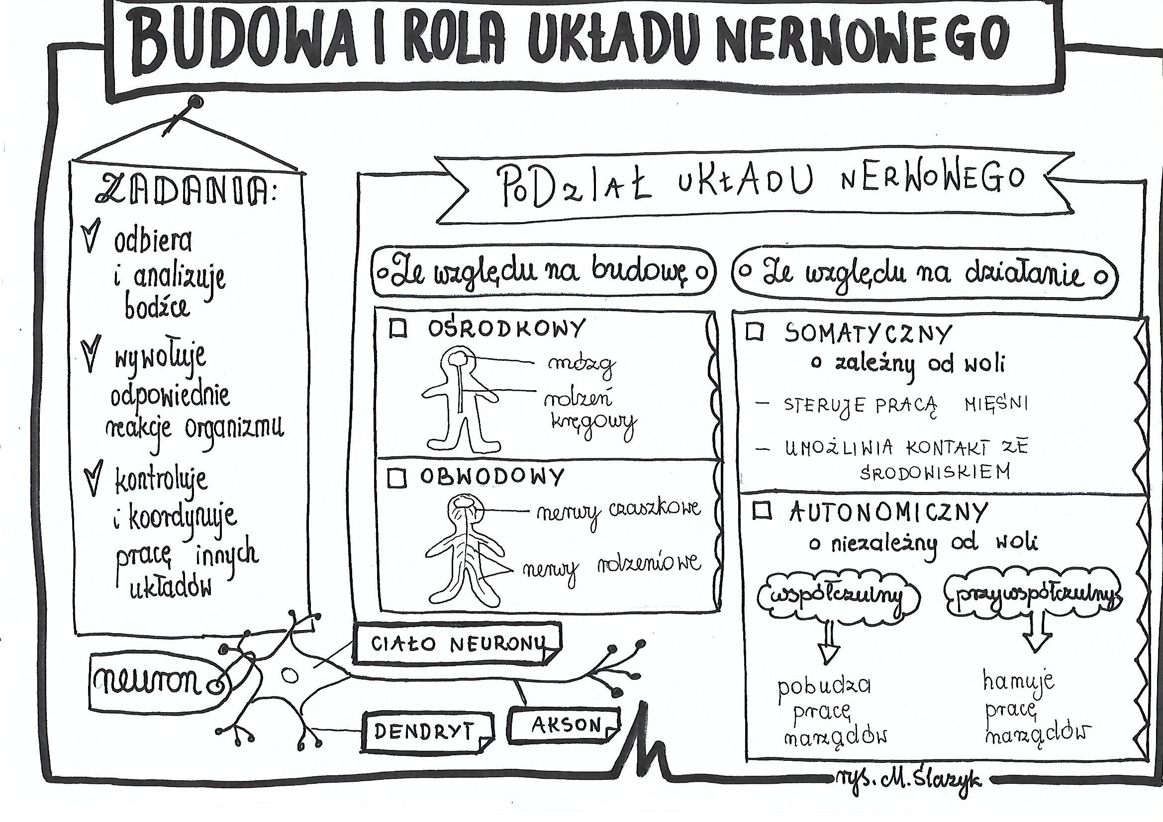 Klasa 7. Biologia. Budowa i rola układu nerwowego • Złotynauczyciel Uklad Nerwowy Sprawdzian Nowa Era