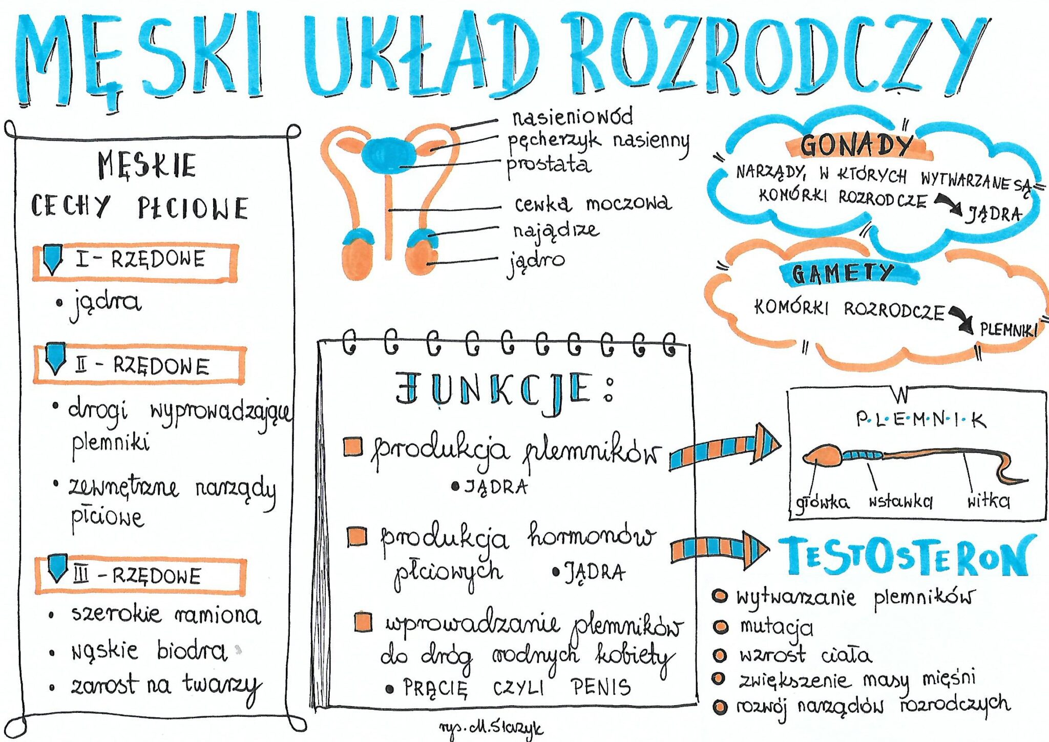 Klasa 7. Biologia. Męski układ rozrodczy. • Złoty nauczyciel Sprawdzian Z Biologi Klasa 7 Uklad Rozrodczy