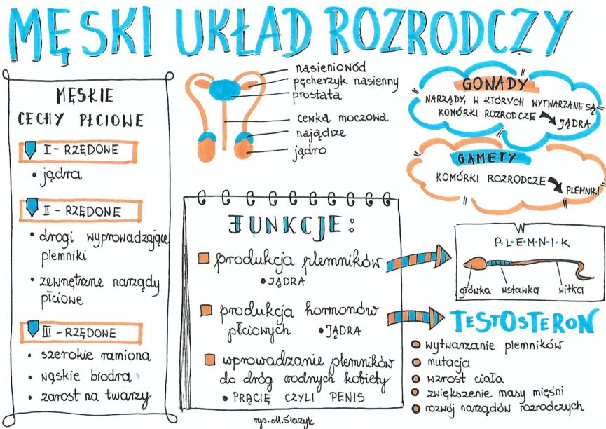 Sprawdzian Biologia Klasa 7 Uklad Rozrodczy