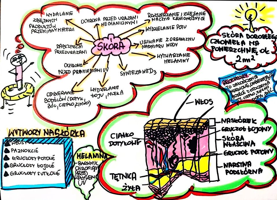 Klasa 7. Biologia. Skóra (karta pracy kolorowa) • Złoty nauczyciel Kartkowka Biologia Klasa 7 Skora