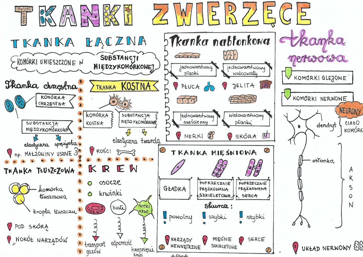 Klasa 7. Biologia. Tkanki zwierzęce • Złoty nauczyciel Biologia Nowej Ery Klasa 7 Testy Dzial 1
