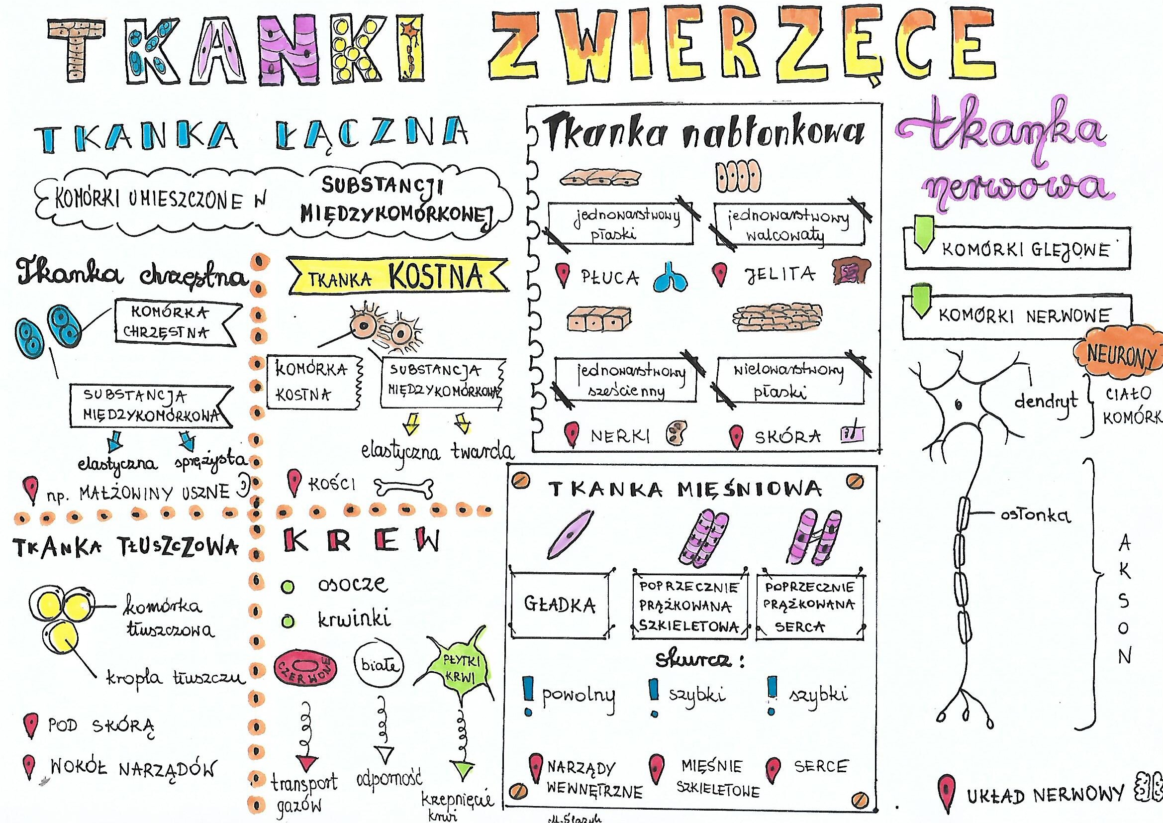 Klasa 7. Biologia. Tkanki zwierzęce • Złotynauczyciel Tkanki Zwierzece