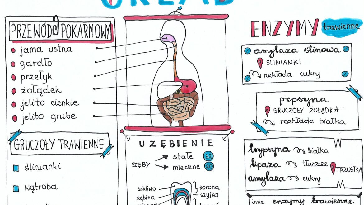 Klasa 7. Biologia. Układ pokarmowy • Złoty nauczyciel Uklad Pokarmowy Klasa 7