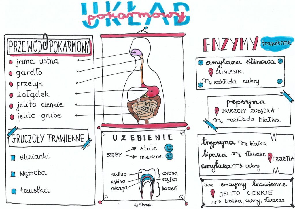 Klasa 7. Biologia. Układ pokarmowy • Złoty nauczyciel Biologia Sprawdzian Klasa 7 Uklad Pokarmowy