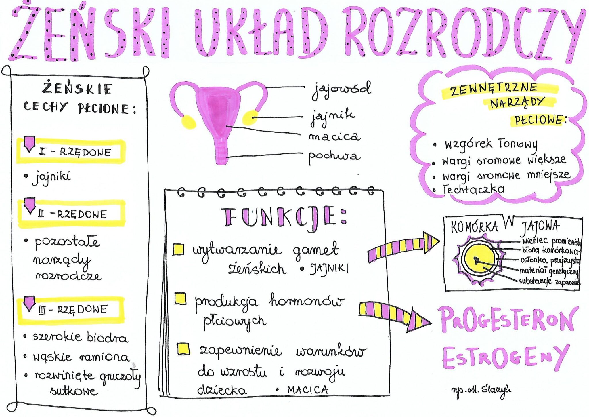 Klasa 7. Biologia. Żeński układ rozrodczy • Złoty nauczyciel Uklad Rozrodczy