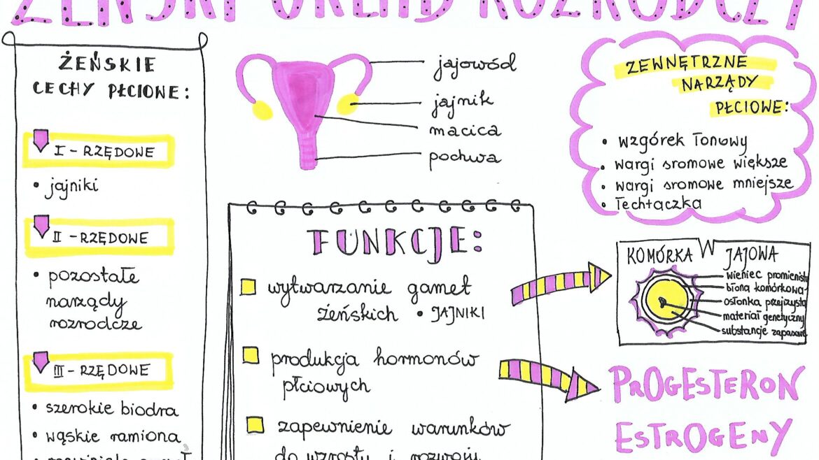 Klasa 7. Biologia. Żeński układ rozrodczy • Złoty nauczyciel Funkcja Zenskiego Ukladu Rozrodczego Nie Jest