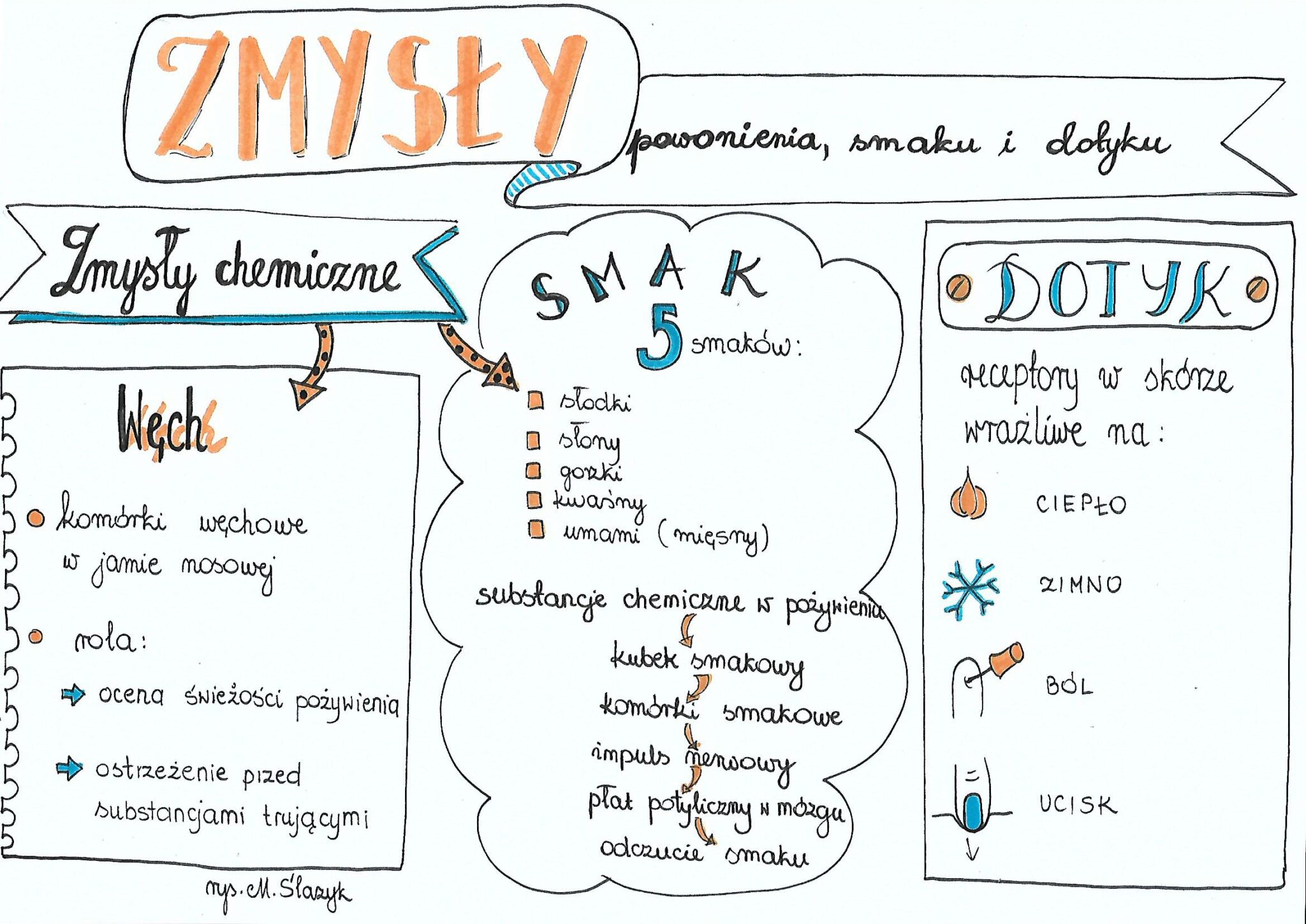 Klasa 7. Biologia. Zmysły • Złoty nauczyciel Sprawdzian Z Biologi Klasa 7 Narzady Zmyslw
