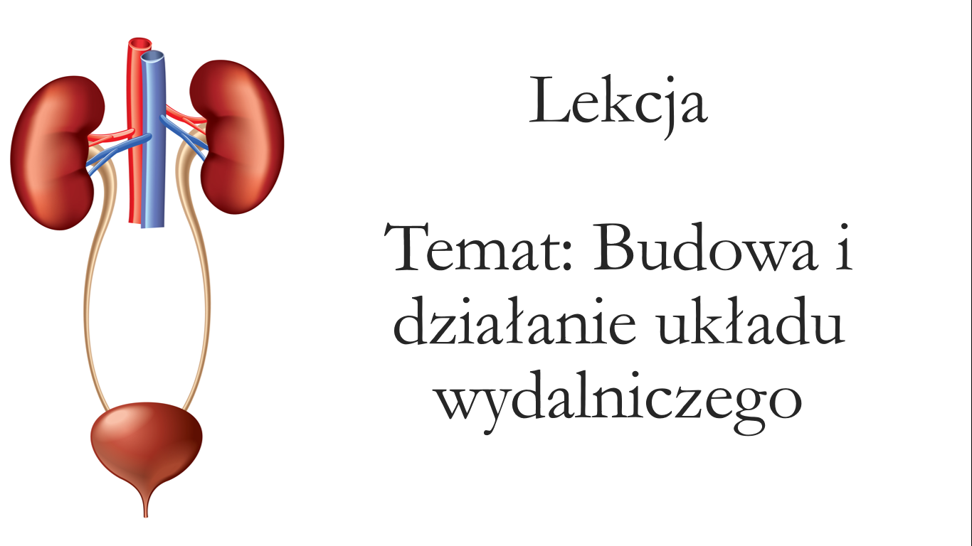 Klasa 7 - Budowa i działanie układu wydalniczego - prezentacja • Złoty Uklad Wydalniczy Kl 7 Test