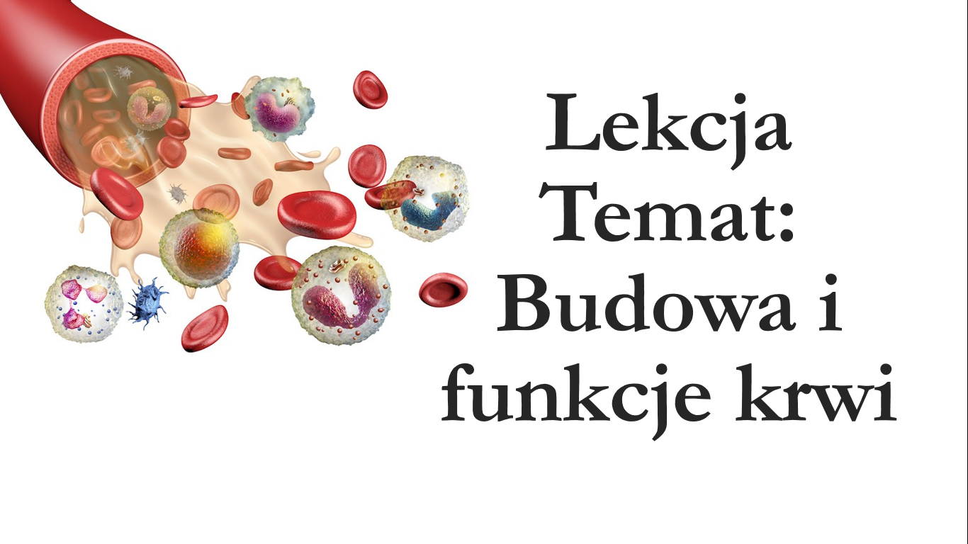 Klasa 7 - Budowa krwi - prezentacja • Złoty nauczyciel Budowa I Funkcje Krwi Klasa 7