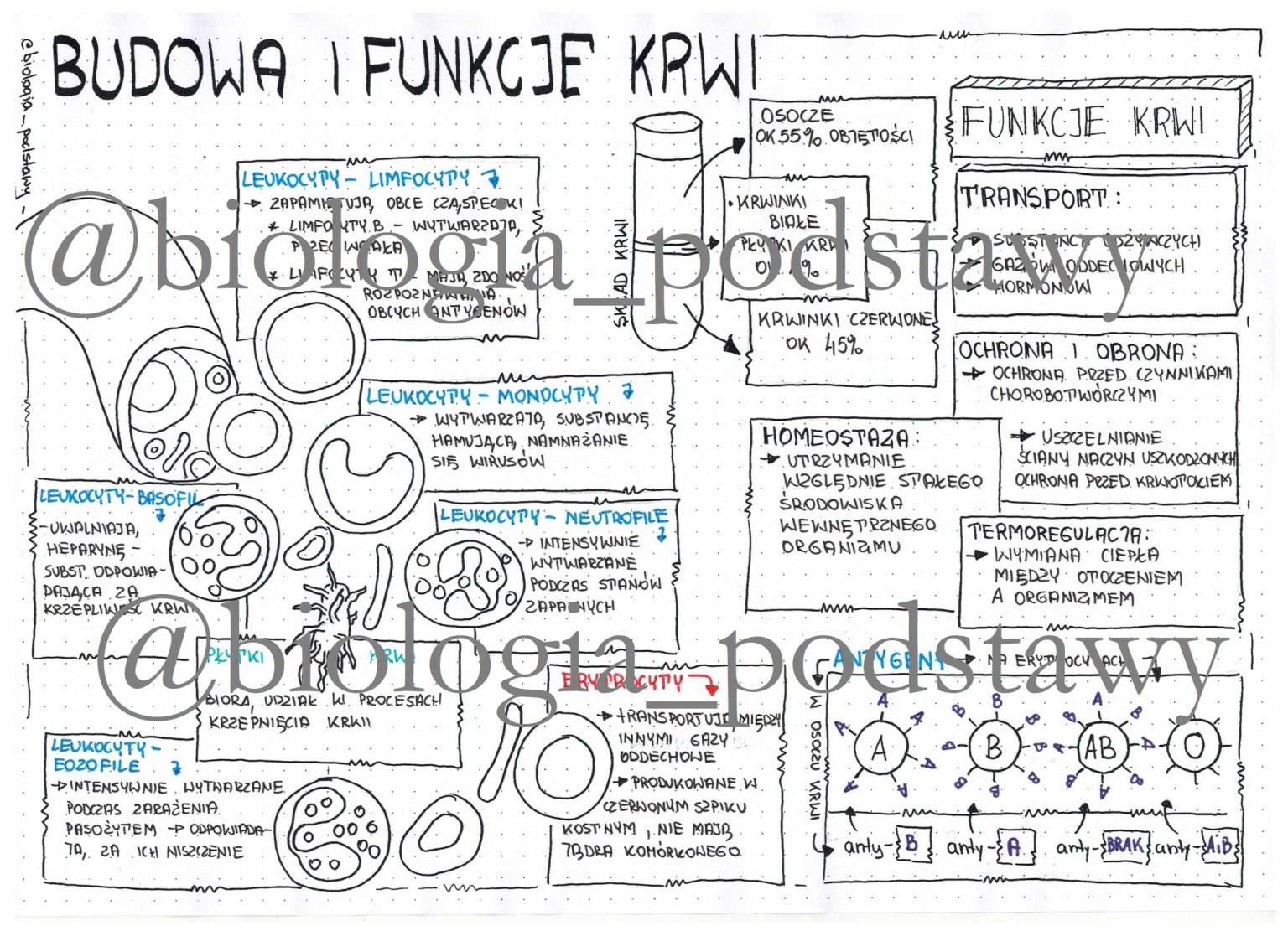 Klasa 7 - Budowa krwi - sketchnotka • Złoty nauczyciel Budowa I Funkcje Krwi Test
