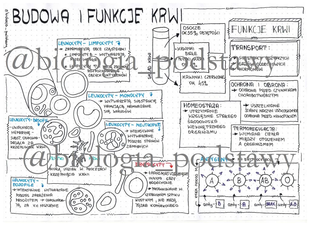Klasa 7 - Budowa krwi - sketchnotka • Złoty nauczyciel Test Biologia Klasa 7 Budowa I Funkcje Krwi