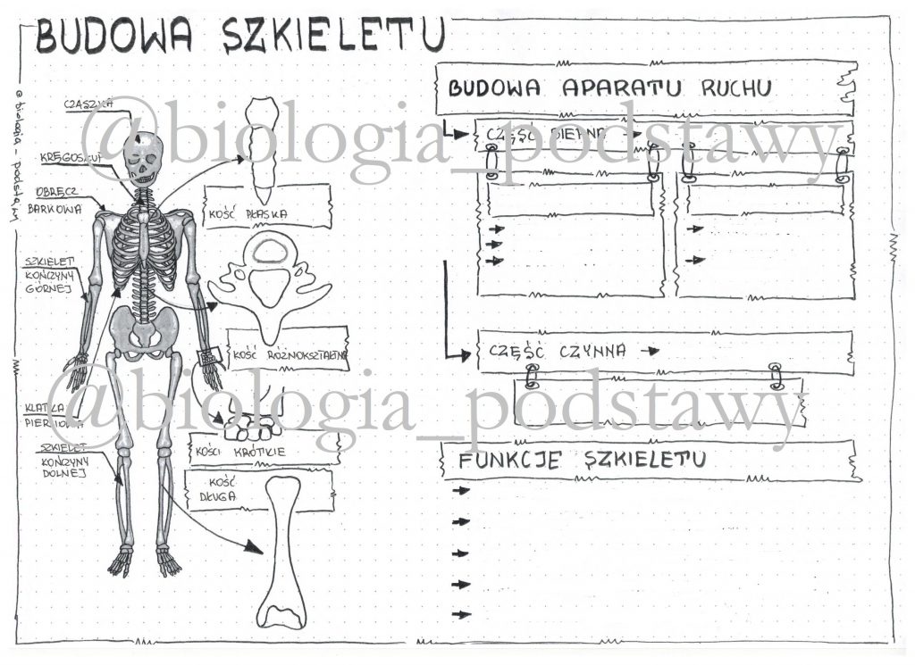 Aparat Ruchu Budowa Szkieletu Sprawdzian