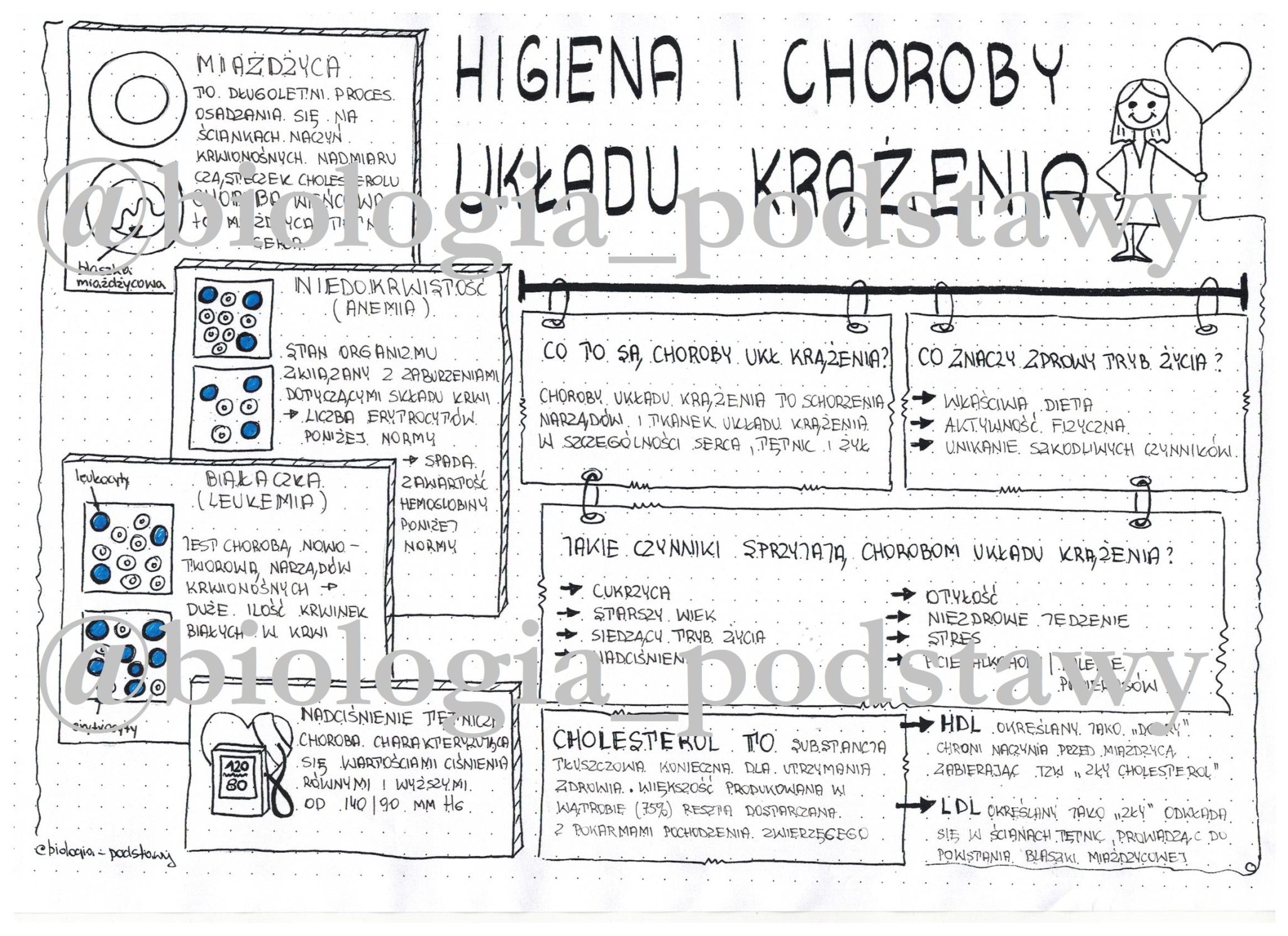 Klasa 7 - Higiena i choroby układu krążenia - sketchnotka • Złoty Uklad Krazenia Sprawdzian Klasa 7 Pdf Nowa Era