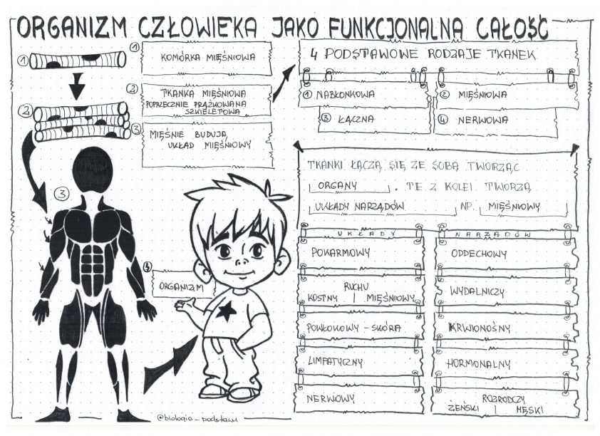 Klasa 7 - Organizm człowieka jako funkcjonalna całość - sketchnotka Organizm Czlowieka Skora Powloka Organizmu Sprawdzian