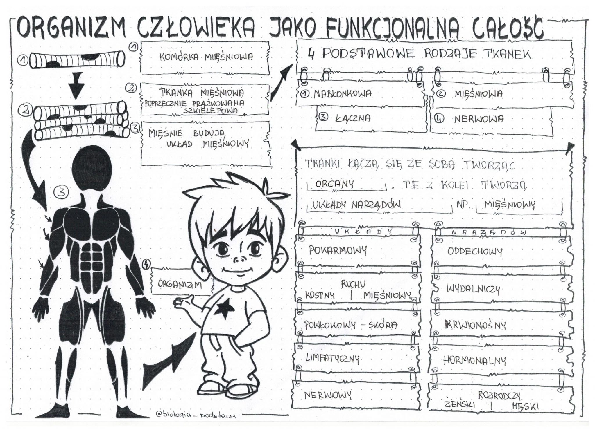 Organizm Czlowieka Jako Funkcjonalna Calosc