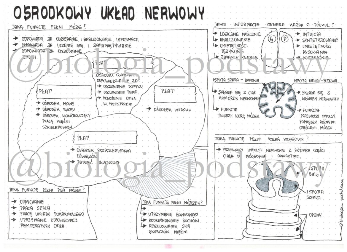 Klasa 7 - Ośrodkowy układ nerwowy - sketchnotka • Złoty nauczyciel Układ Nerwowy Test Puls życia 2