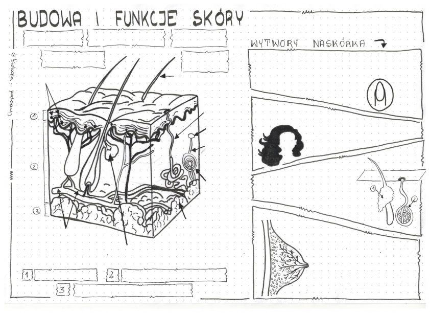 Klasa 7 - Skóra. Budowa i funkcje - karta pracy • Złoty nauczyciel Kartkowka Biologia Klasa 7 Skora