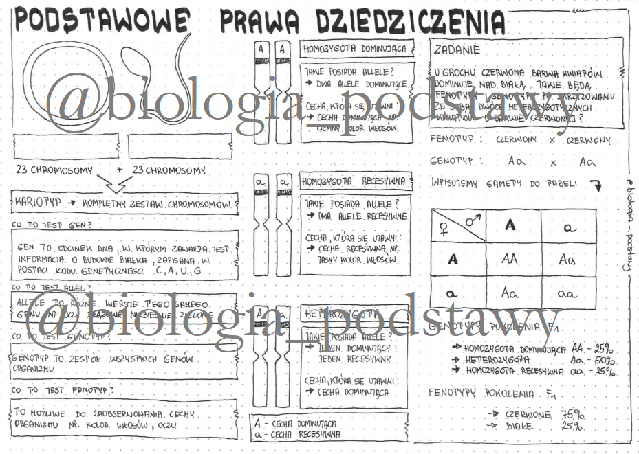 Klasa 8 - podstawowe prawo dziedziczenia - sketchnotka • Złoty nauczyciel Sprawdzian Biologia Klasa 8 Podstawy Dziedziczenia Cech Wsip