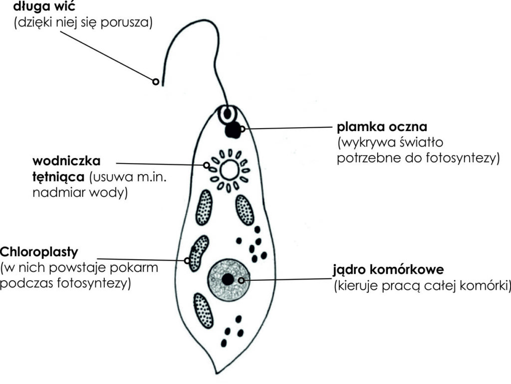 KLASA V BIOLOGIA DZIAŁ III. BAKTERIE, WIRUSY, PROTISTY I GRZYBY Biologia Dzial 3
