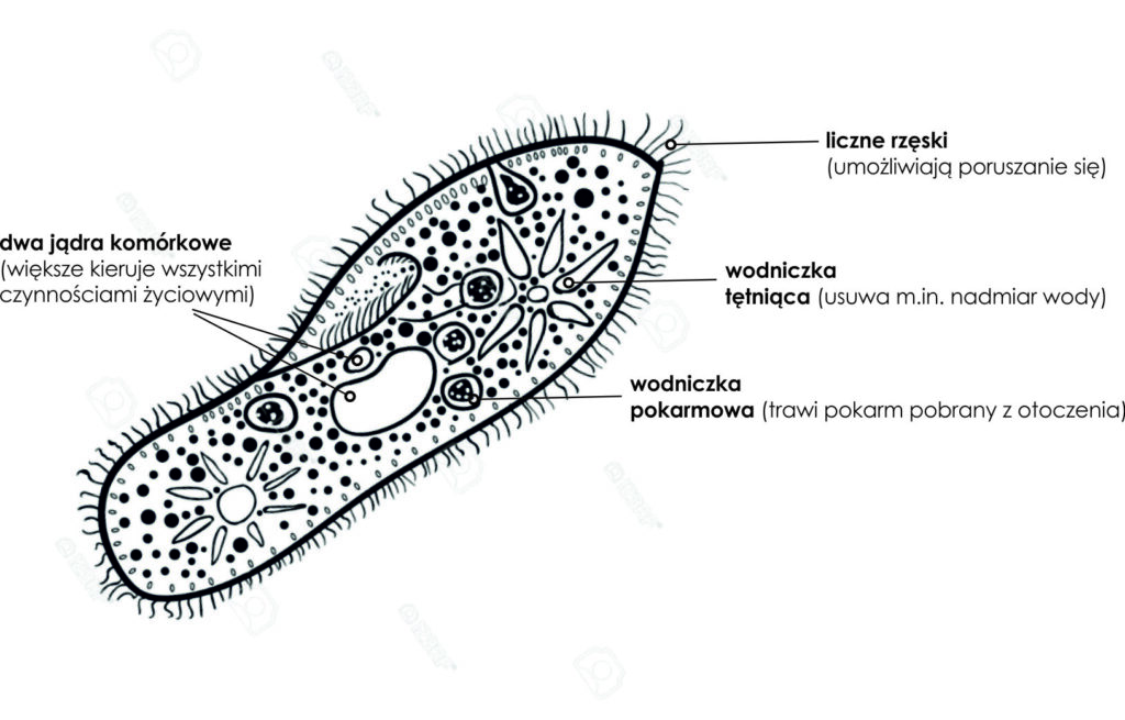 KLASA V BIOLOGIA DZIAŁ III. BAKTERIE, WIRUSY, PROTISTY I GRZYBY Wirusy Bakterie Protisty