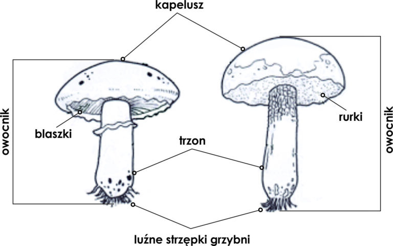 KLASA V BIOLOGIA DZIAŁ III. BAKTERIE, WIRUSY, PROTISTY I GRZYBY Wirusy Bakterie Protisty Grzyby