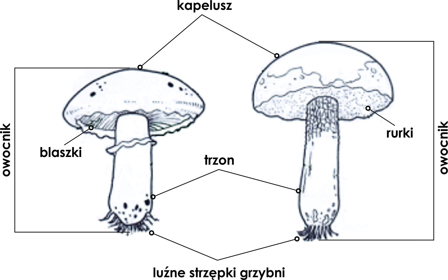 KLASA V BIOLOGIA DZIAŁ III. BAKTERIE, WIRUSY, PROTISTY I GRZYBY Test Wirusy Bakterie Protisty I Grzyby