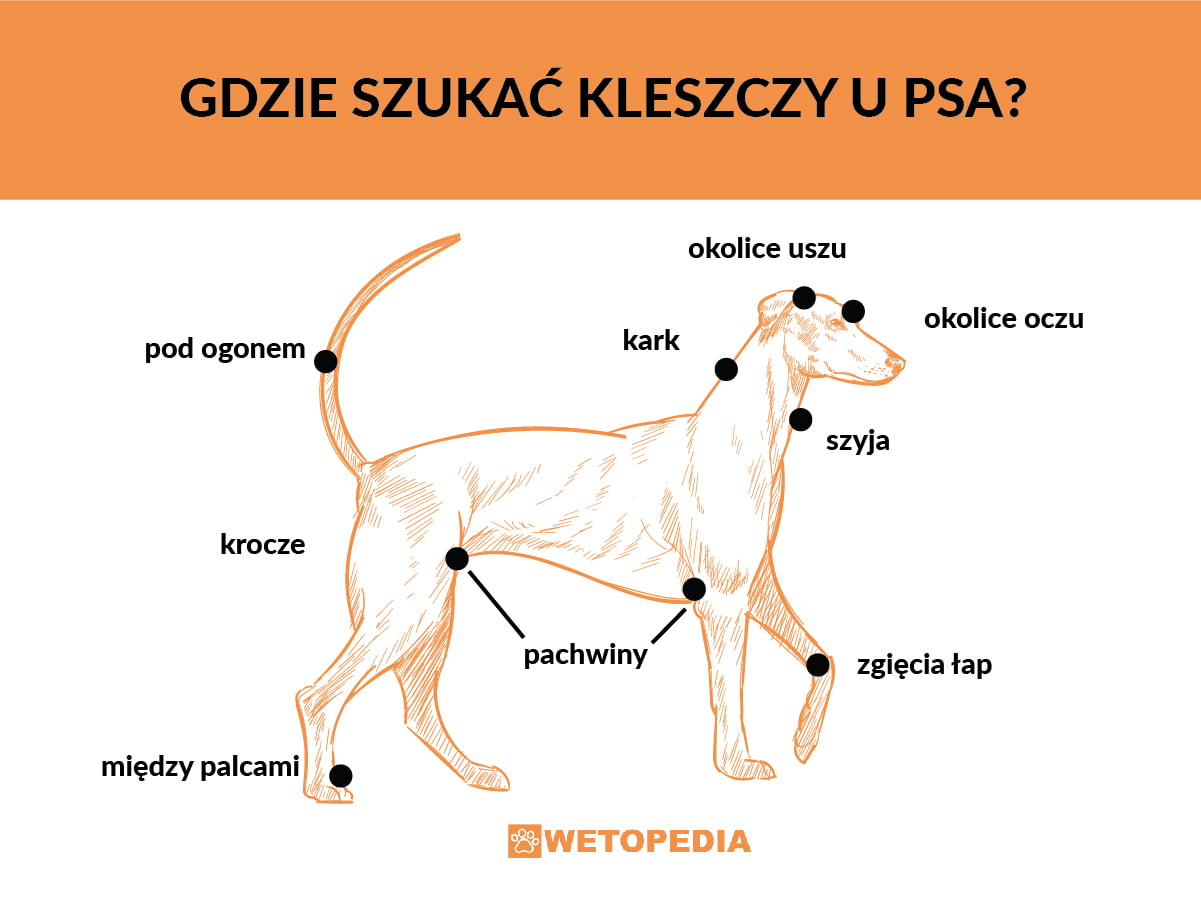 Kleszcz u psa - objawy, choroby, jak wyciągnąć, profilaktyka - Wetopedia Nagły Paraliż Tylnych łap U Psa
