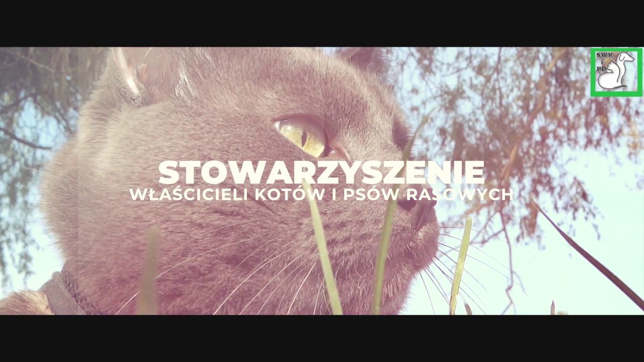 Stowarzyszenie Psw I Kotw Rasowych Petrus