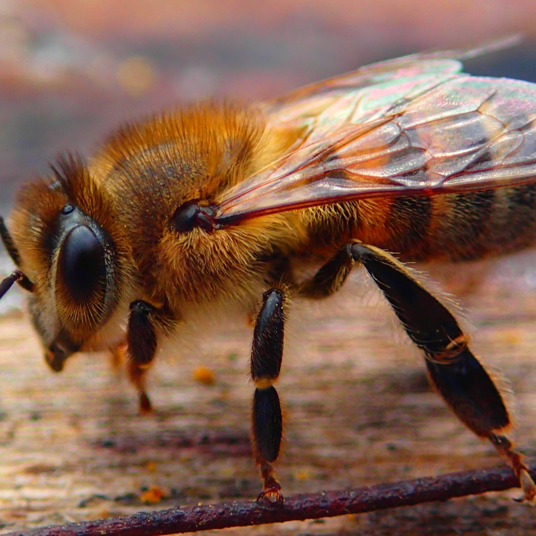 Bee Psychologia Rozwoju Człowieka Chomikuj