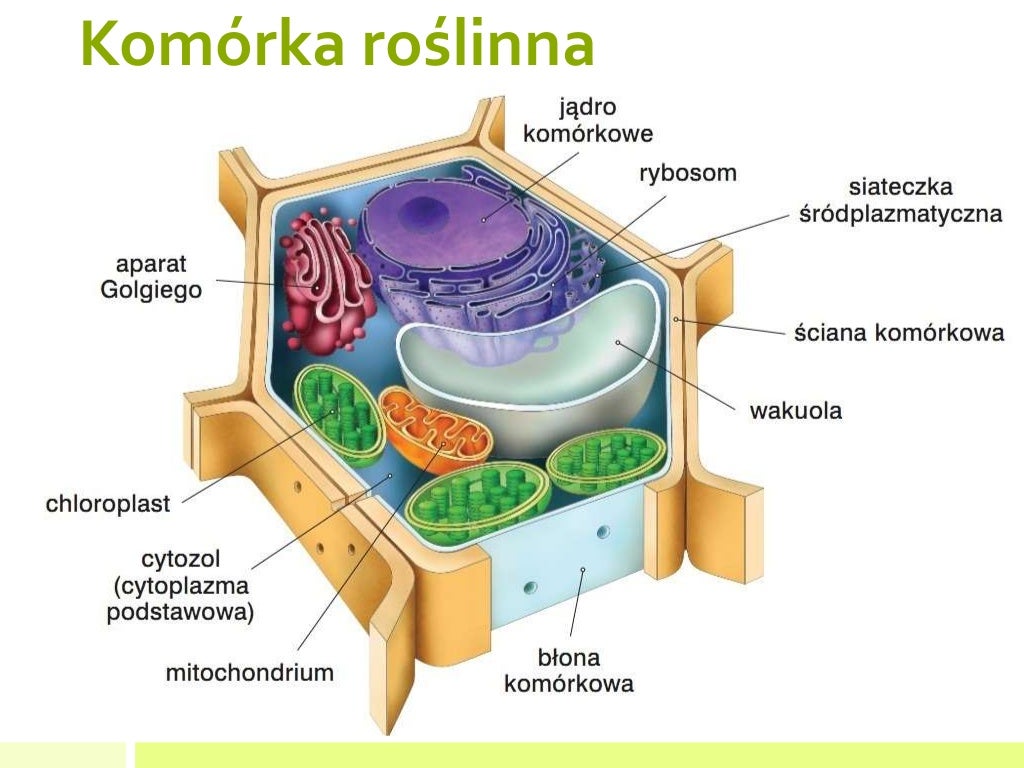 Komorka Komrka Roslinna Rysunek Do Druku