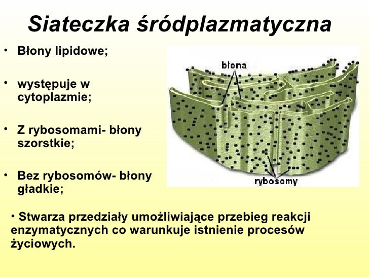 Komórka jednostką budulcową organizmów Siateczka Srodplazmatyczna Szorstka Odpowiada Za Synteze Lipidow