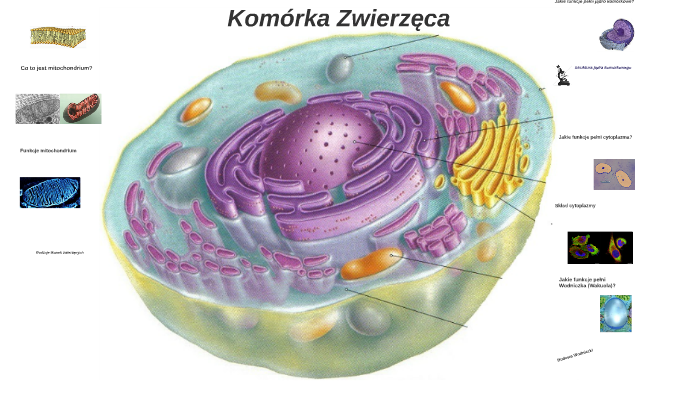 Komórka Zwierzęca by Mikołaj Czyżowski on Prezi Komorka Zwierzeca