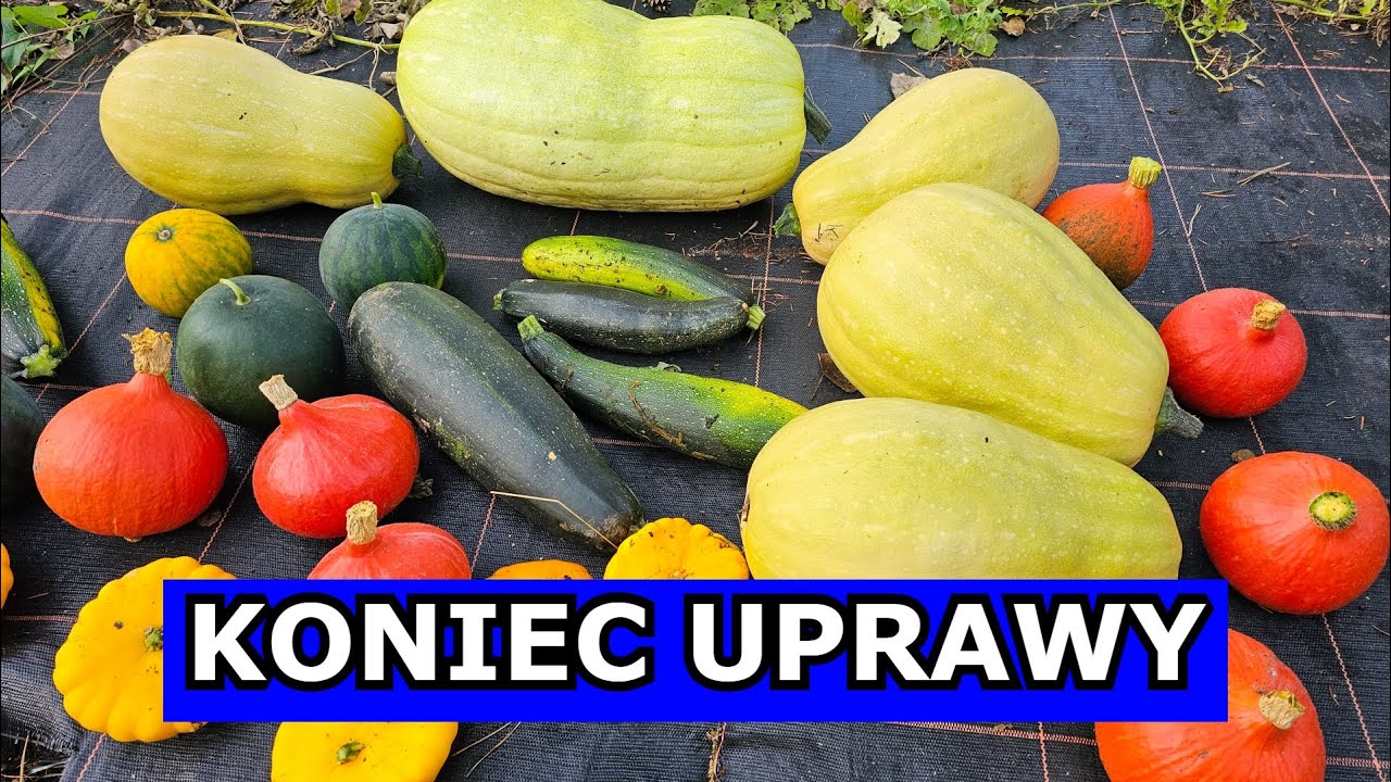 Koniec Uprawy Ukochanych Warzyw - Arbuz, Dynia, Cukinia, Patison Dynia I Arbuz Ważą Razem 8 Kg