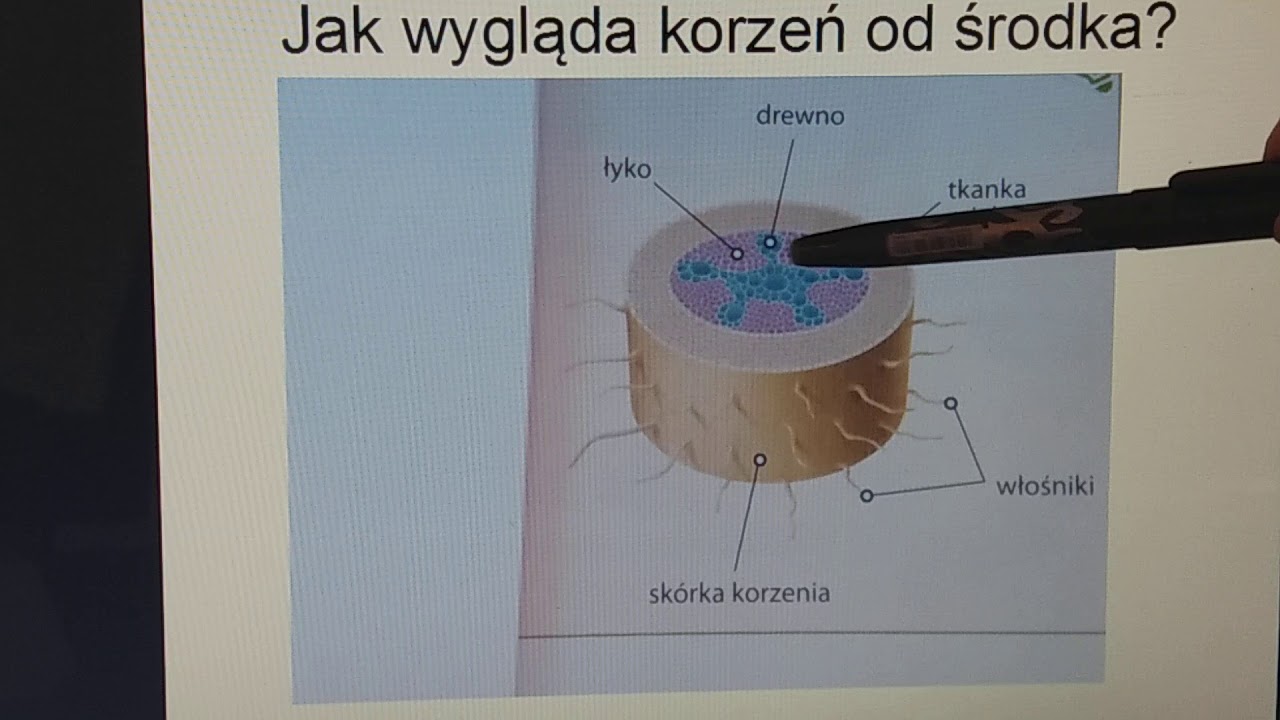 Korzeń Organ Podziemny Rośliny