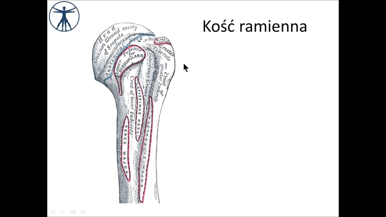 Kość ramienna i staw ramienny PL [wstęp] - YouTube Zmiany Zwyrodnieniowo Wytwórcze Stawów Biodrowych