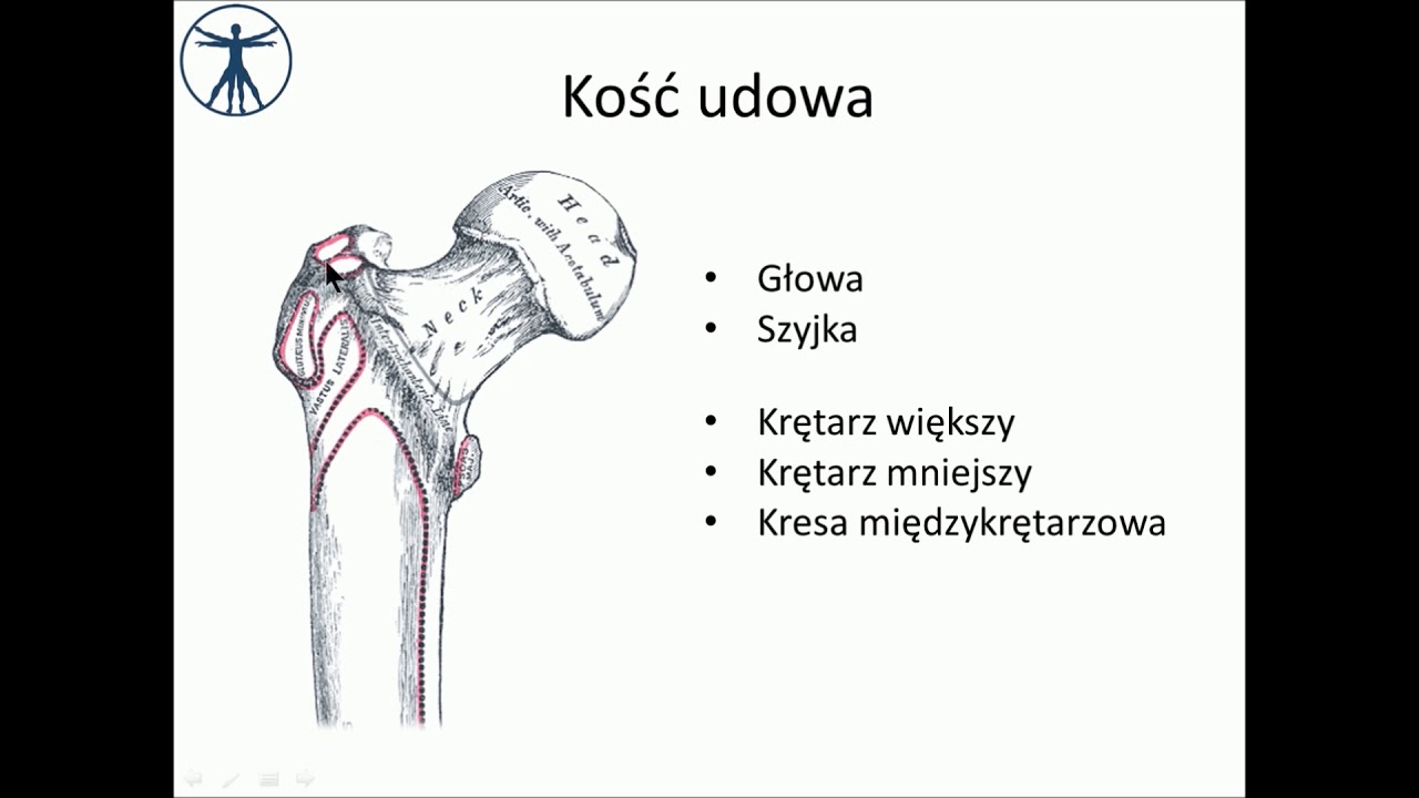 Kretarz Wiekszy Kosci Udowej Przyczepy