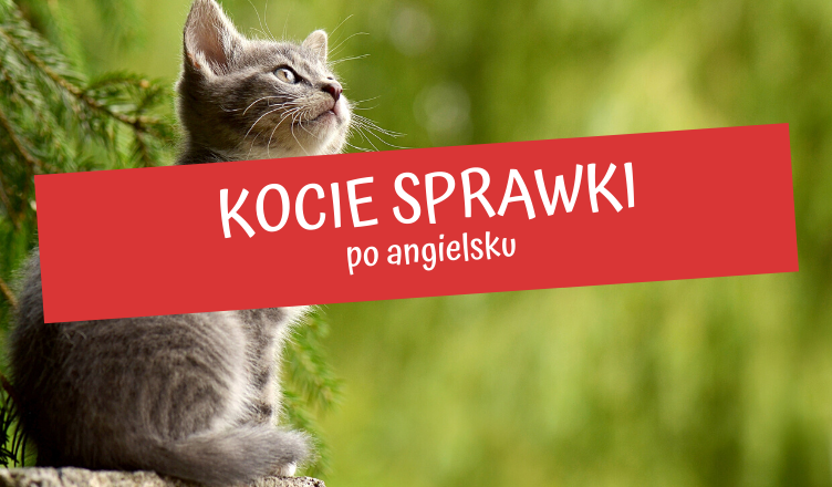 Jak Jest Po Angielsku Kot