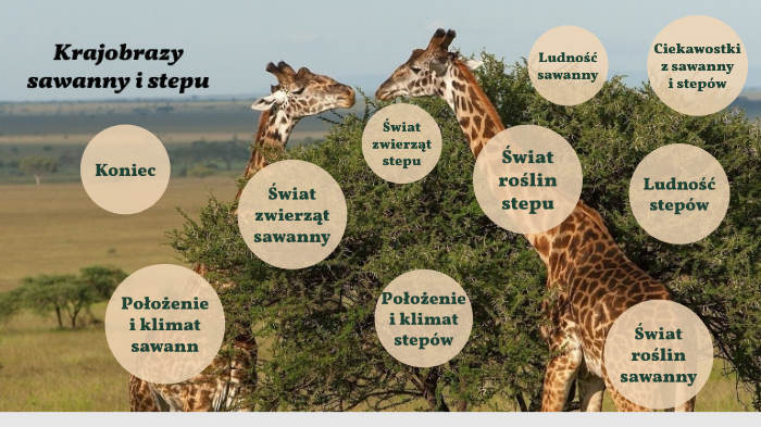 Krajobraz sawanny i stepu by Zuzanna Dziuba on Prezi Cechy Charakterystyczne Sawanny