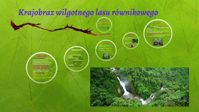 Ciekawostki Wilgotnego Lasu Równikowego