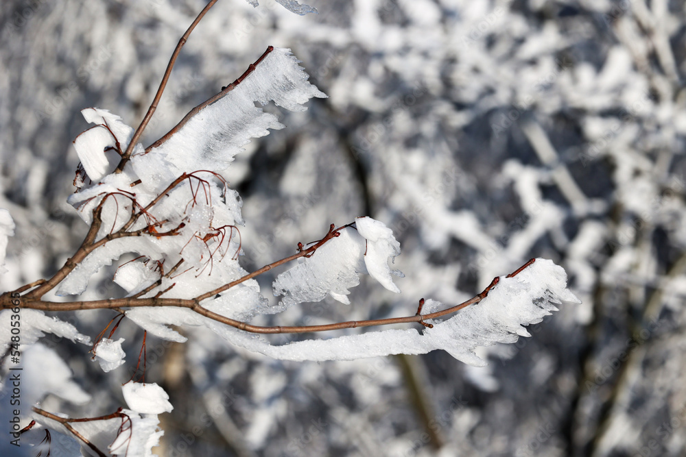 Krajobraz zimowy na zamarznięte drzewa we mgla. Stock-Foto | Adobe Stock Zamarznieta Mgla Na Zimnych Powierzchniach