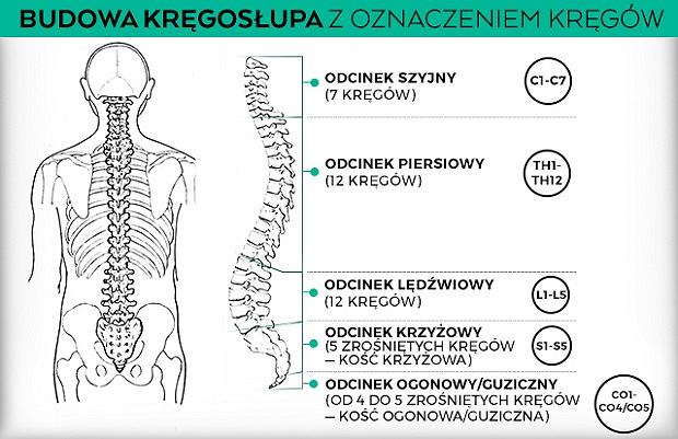 Kręgosłup - budowa, oznaczenia kręgów, choroby Z Ilu Kregw Sklada Sie Kregoslup