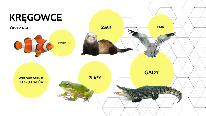 KRĘGOWCE by Milena Łakoma on Prezi Kregowce Stalocieplne Sprawdzian Biologia Klasa 6