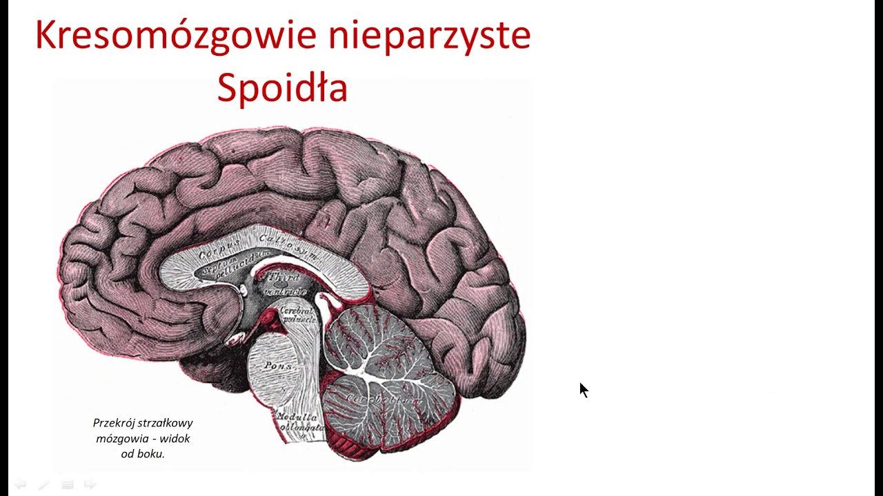 Kresomózgowie nieparzyste i istota biała półkul (wstęp) - YouTube Mozgowie Dzielimy Na Trzy Czesci Mozg Mozdzek