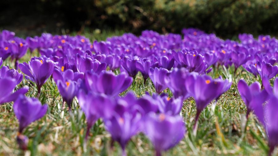 Krokusy kwitną w Łódzkim Ogrodzie Botanicznym W Ogrodzie Botanicznym Zakwitly 92 Krokusy