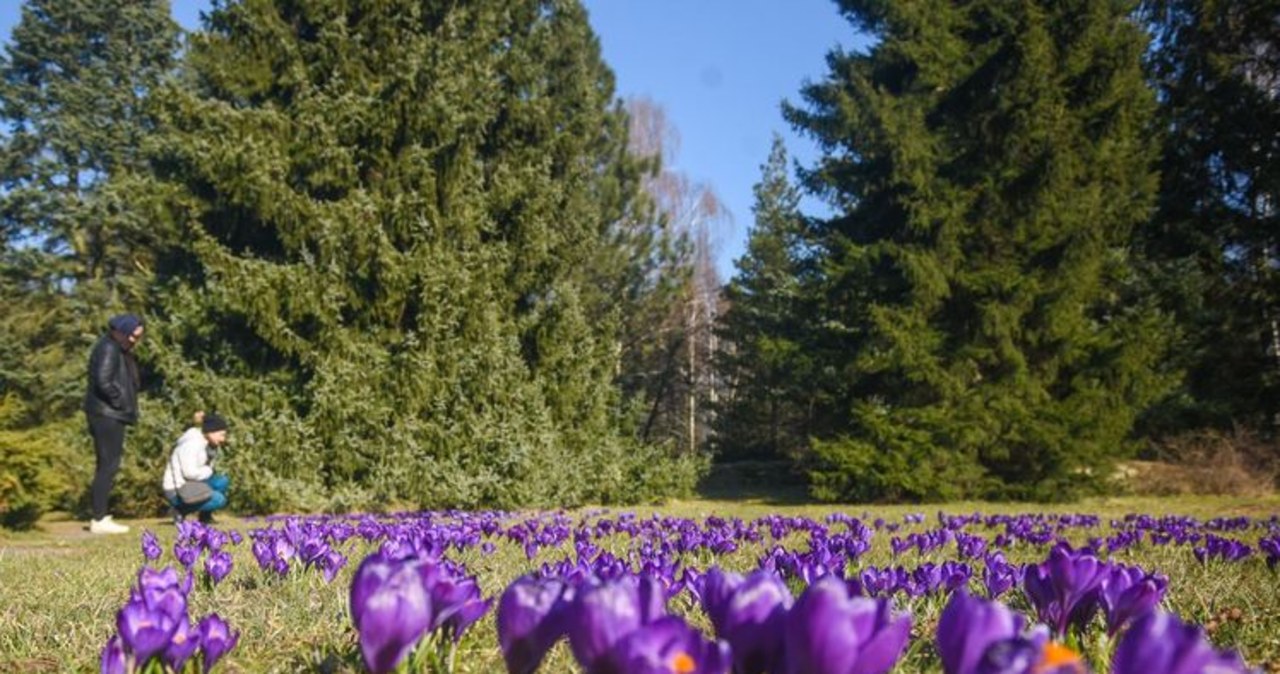 W Ogrodzie Botanicznym Zakwitly 92 Krokusy