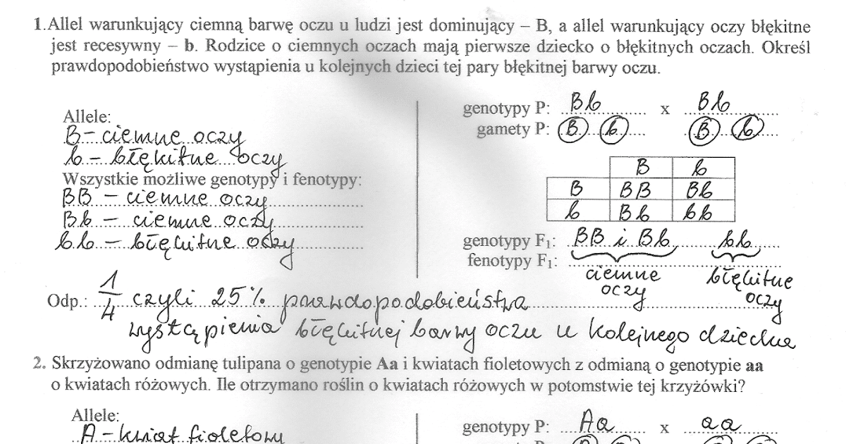 Sprawdzian Z Biologii Krzyzwki Genetyczne